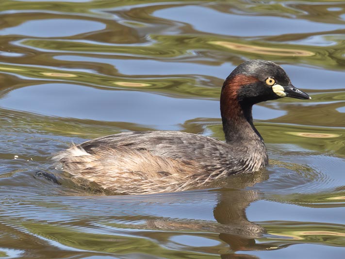 Tachybaptus novaehollandiae (Australasian Grebe).jpg